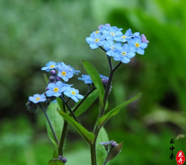 勿忘我的種植技術(shù)