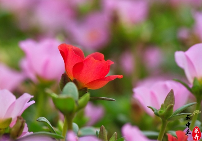 太陽花種植養(yǎng)護(hù)技巧