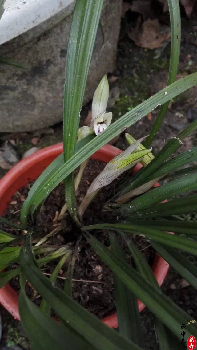 如何處理蘭花老蘆頭