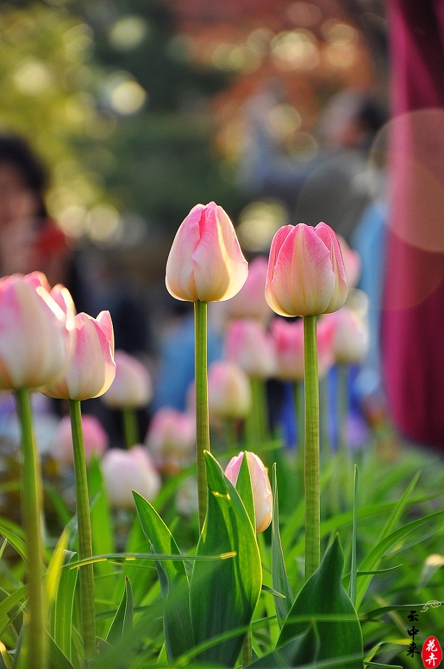 郁金香的養(yǎng)殖方法